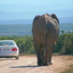 Mietwagen in Afrika mieten Mietwagen in Afrika mieten