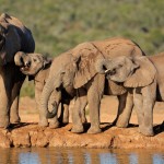 Rüstige Rentner auf Safari