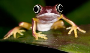 Wald-Ökosysteme im afrikanischen Regenwald