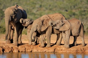 Rüstige Rentner auf Safari