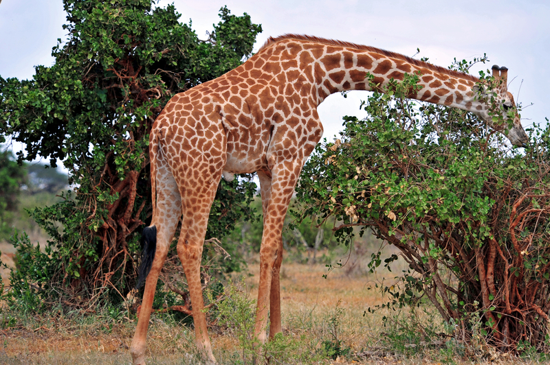 Afrika kennenlernen